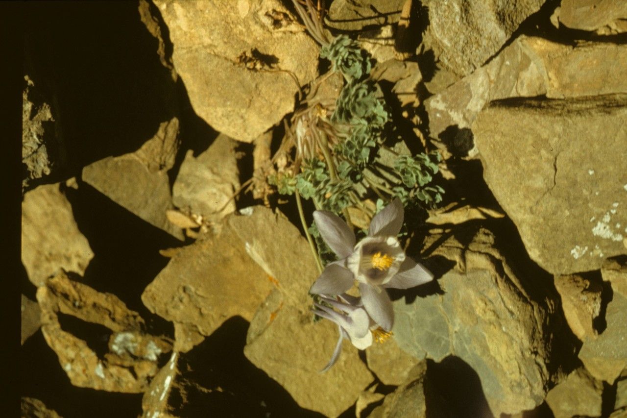 Aquilegia jonesii — search result for 'Aquilegia'