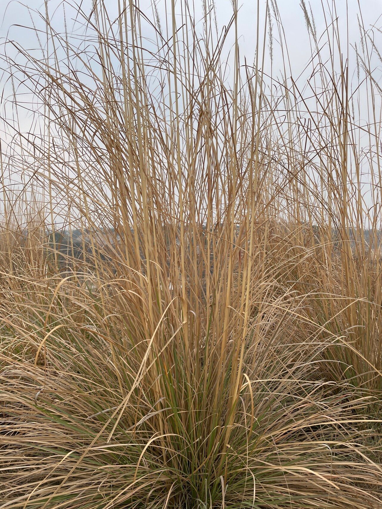 Tripidium bengalense habit