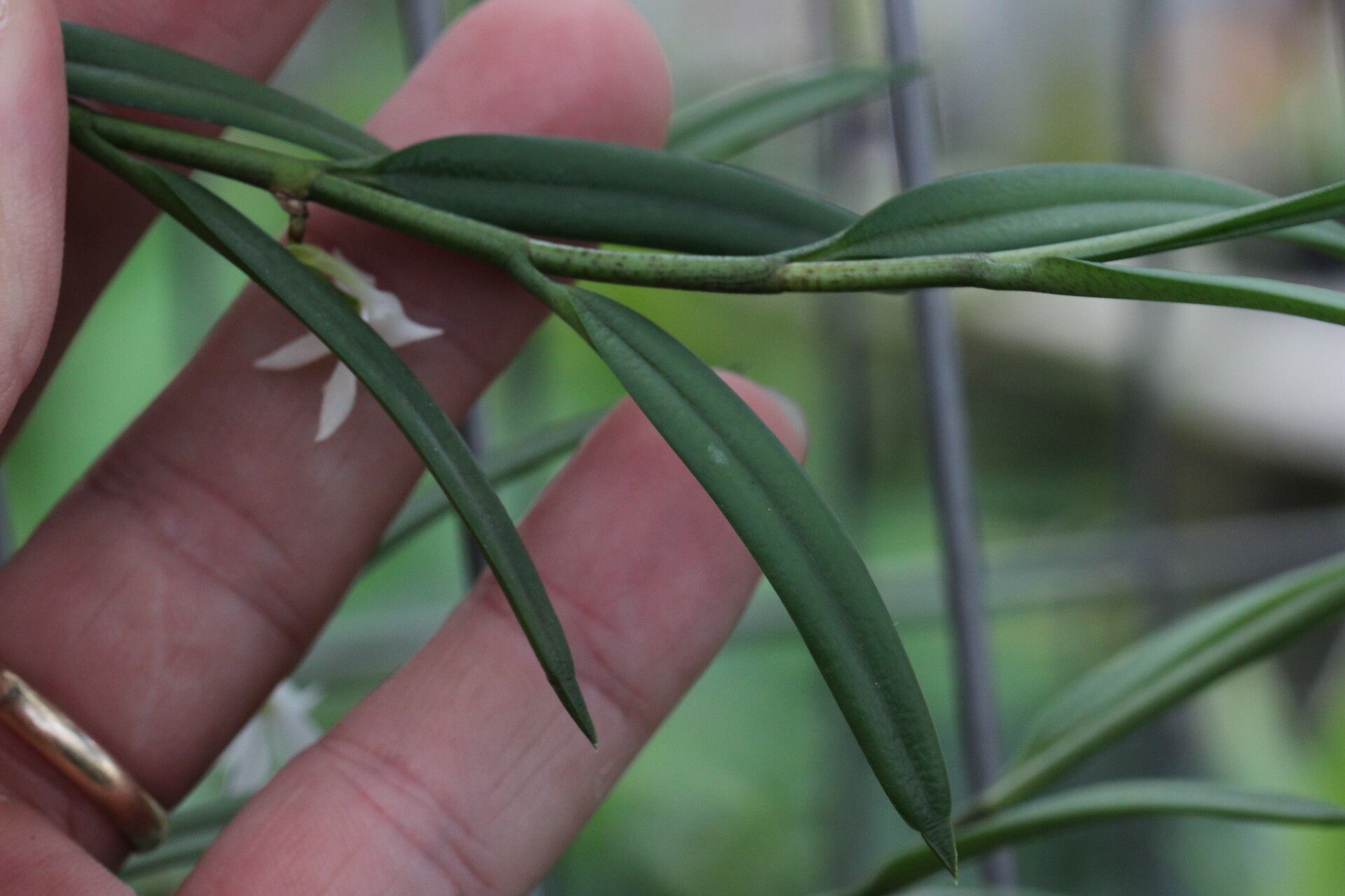 Angraecum pungens — houseplant care guide