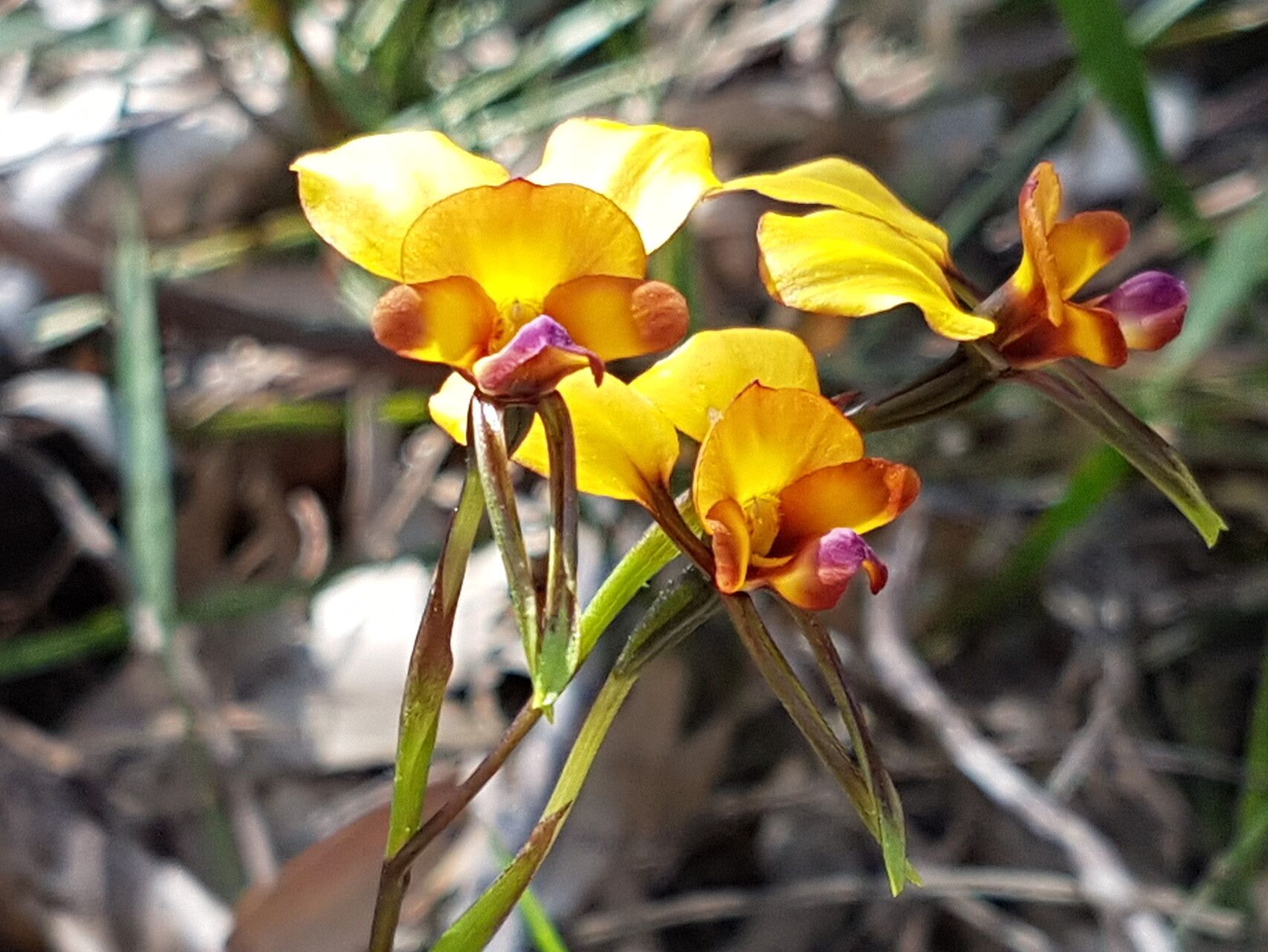 Diuris brumalis flower