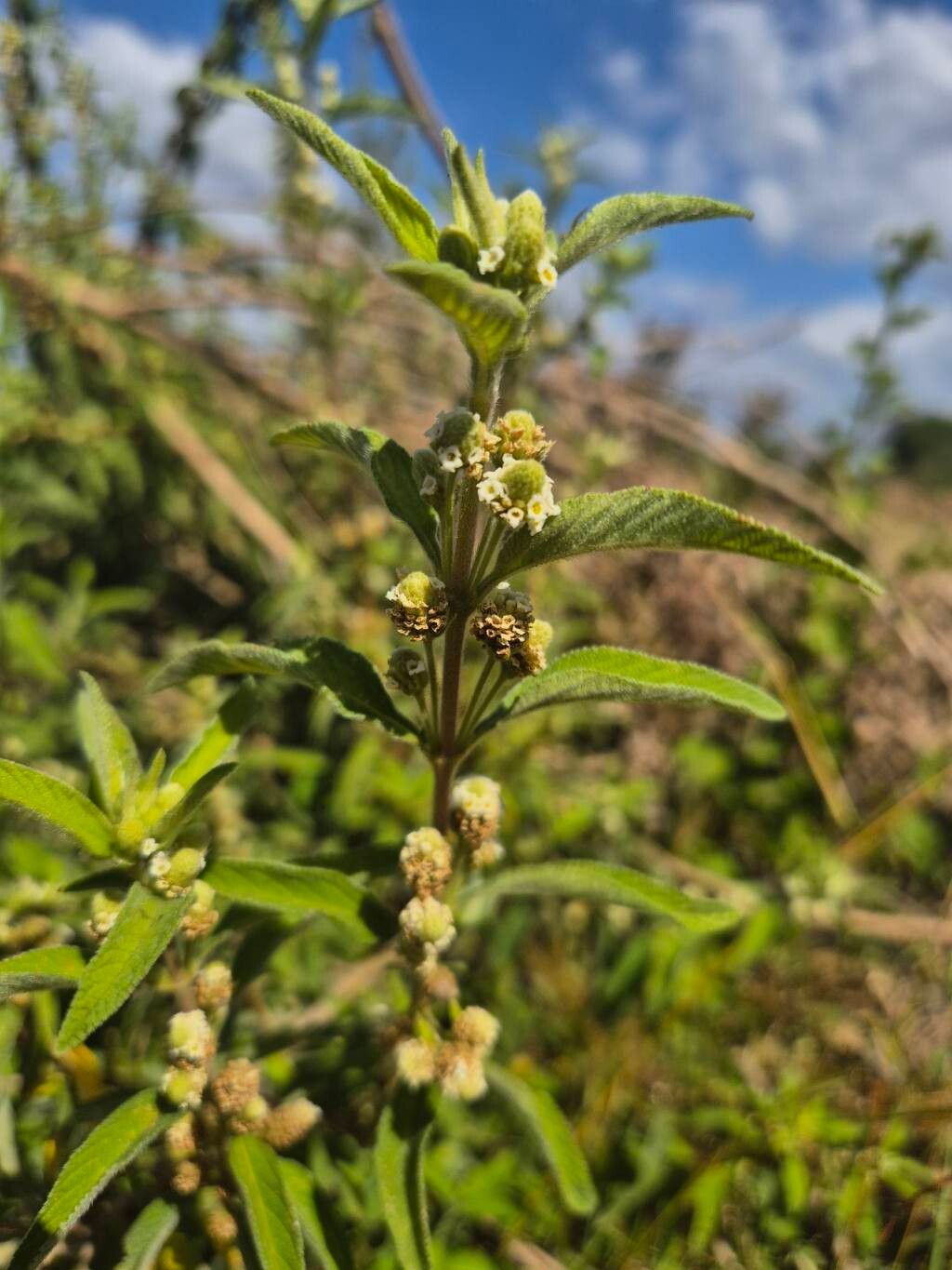 Lippia abyssinica — related species from the same genus