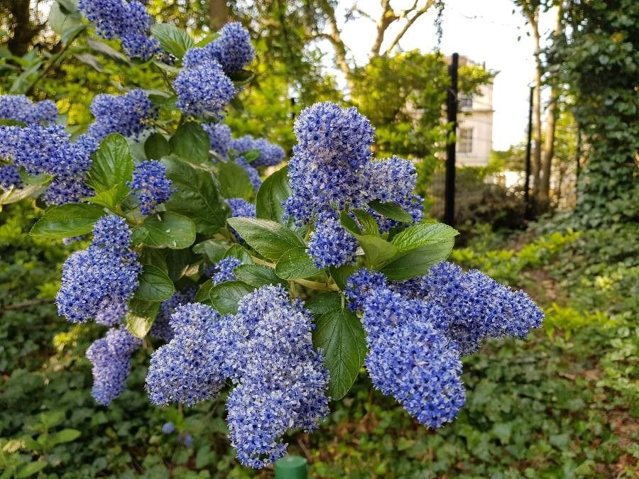 Ceanothus arboreus flower