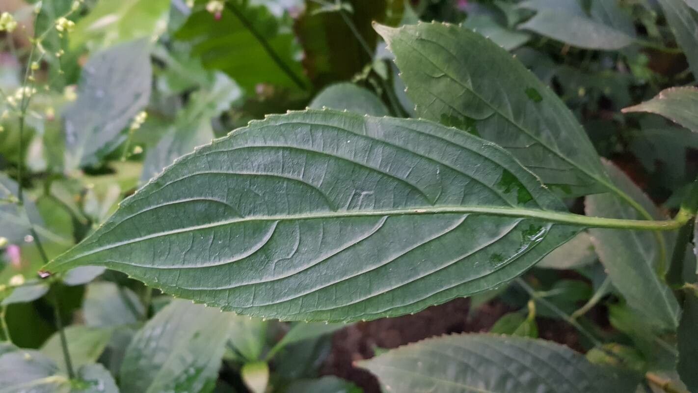 Strobilanthes cystolithigera — houseplant care guide