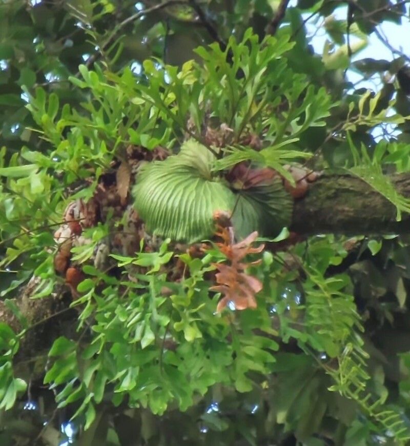 Platycerium ridleyi — houseplant care guide