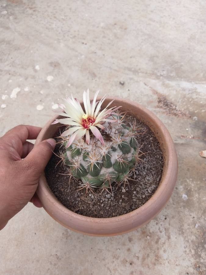Coryphantha ramillosa flower
