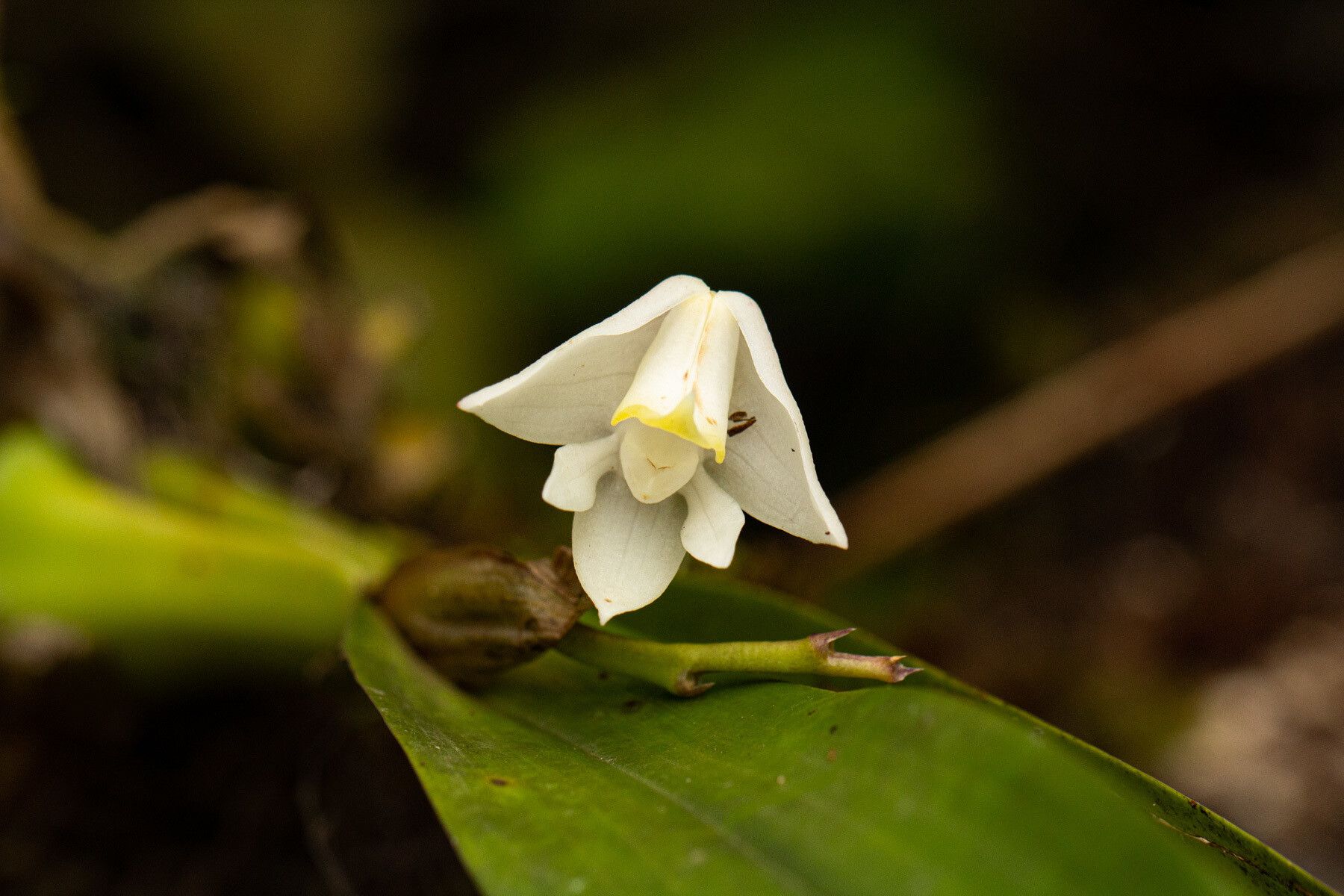 Polystachya virginea — houseplant care guide