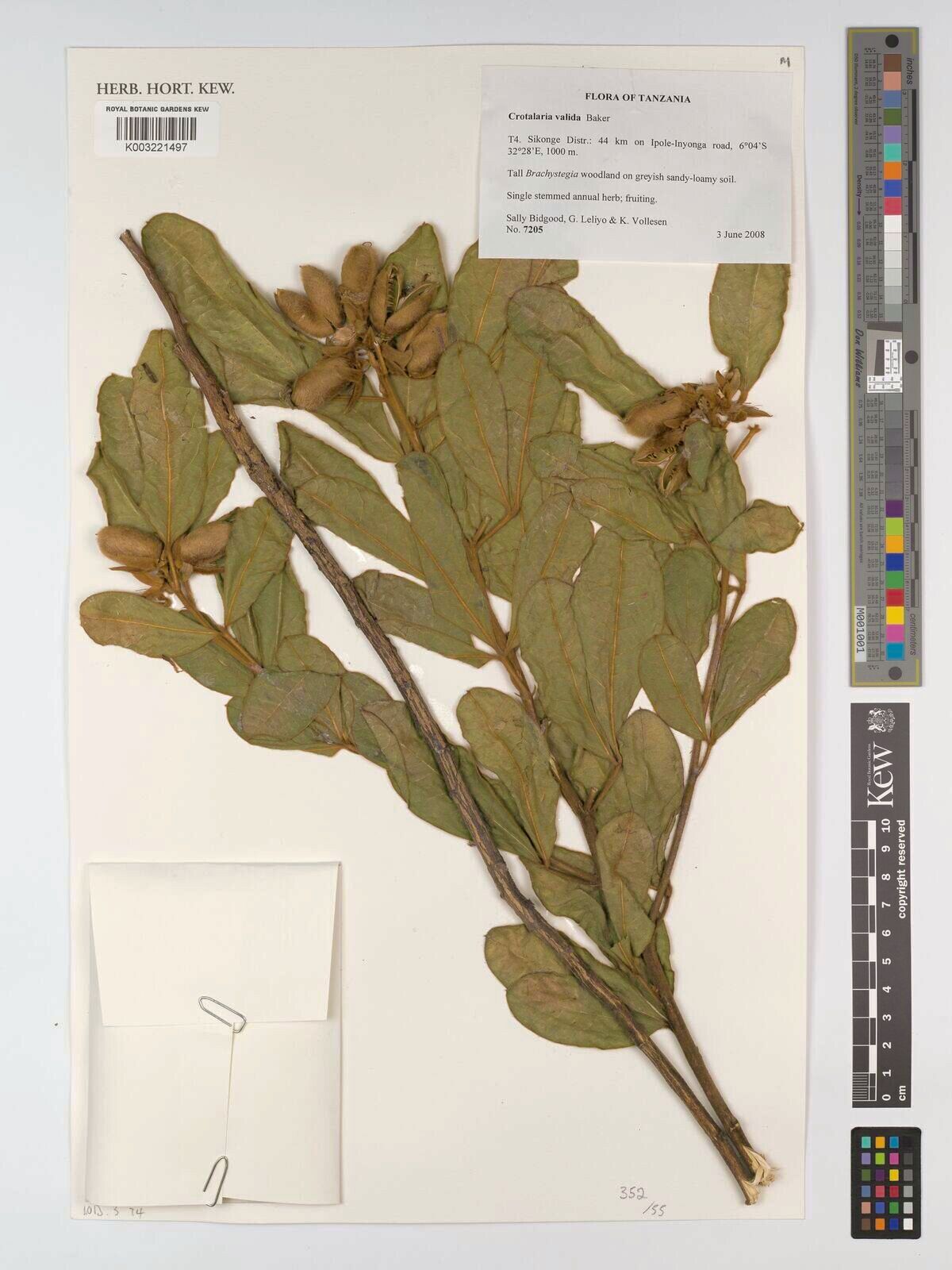 Crotalaria valida — houseplant care guide