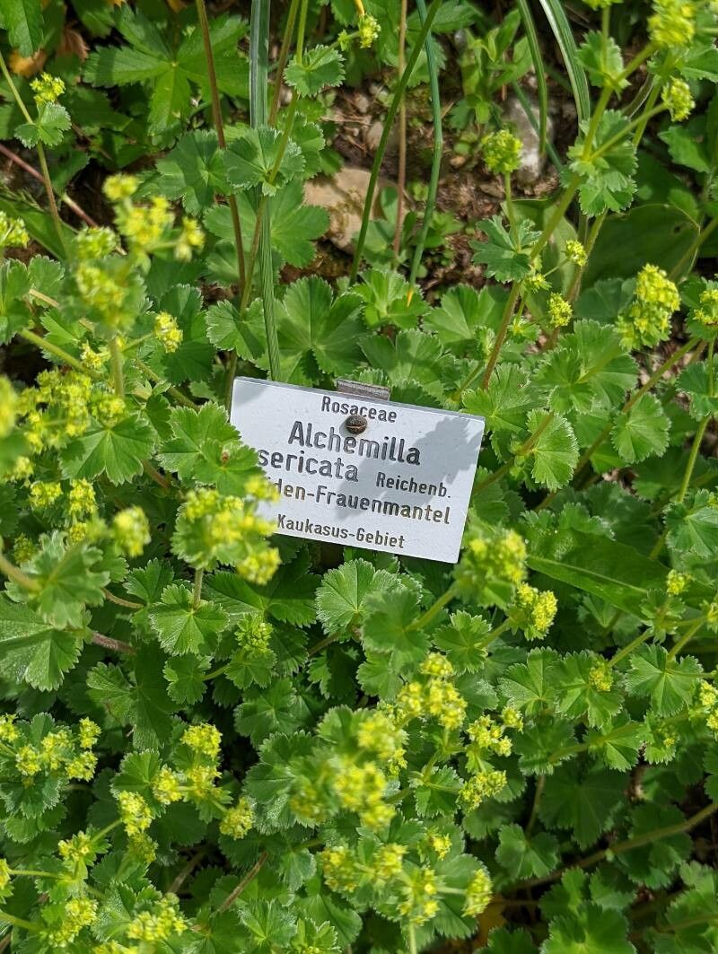 Alchemilla sericata leaf