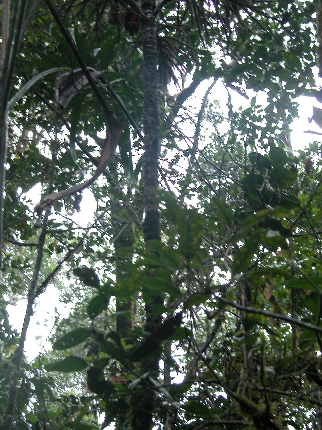Dypsis oreophila habit