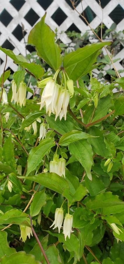 Prosartes smithii flower