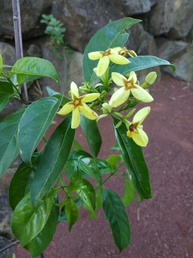 Mussaenda arcuata flower