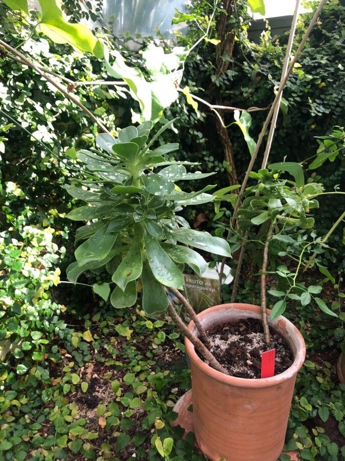 Aeonium percarneum leaf