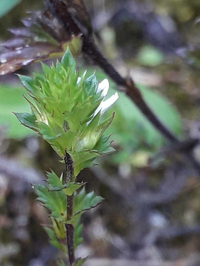 Euphrasia alpina — related species from the same genus