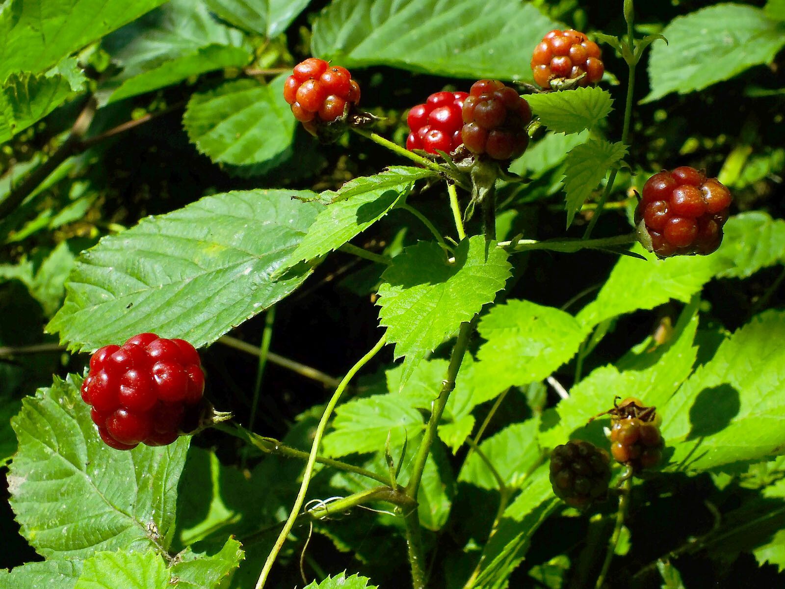 Rubus nessensis fruit