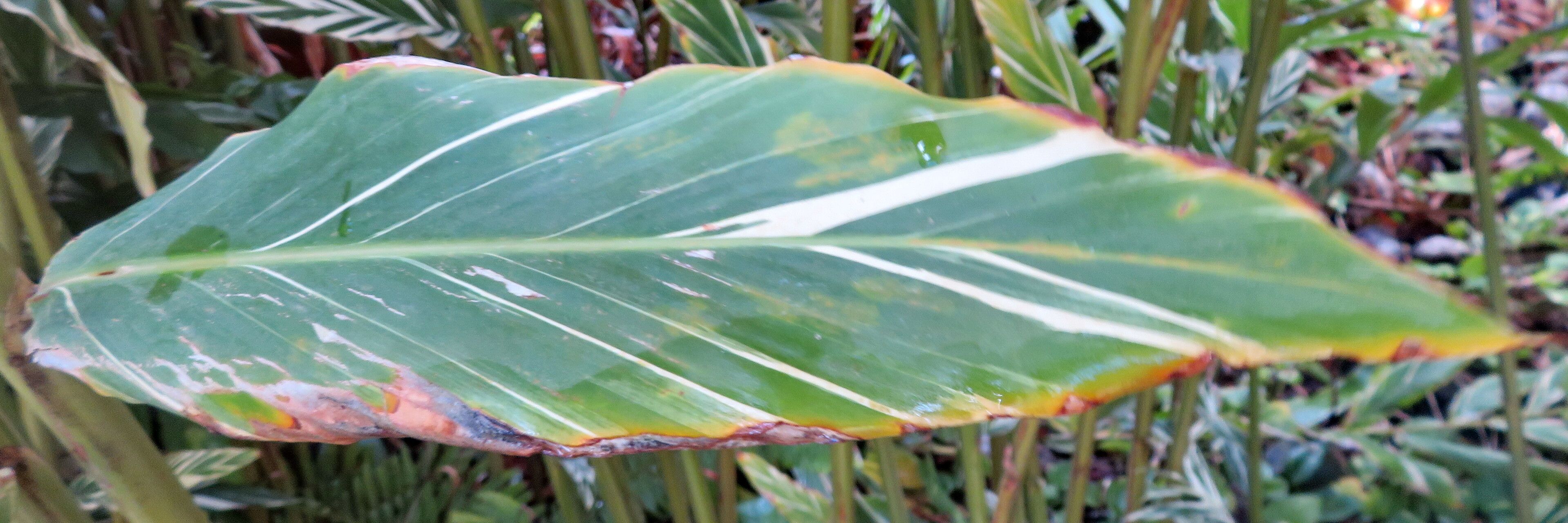Alpinia vittata — search result for 'Alpinia'