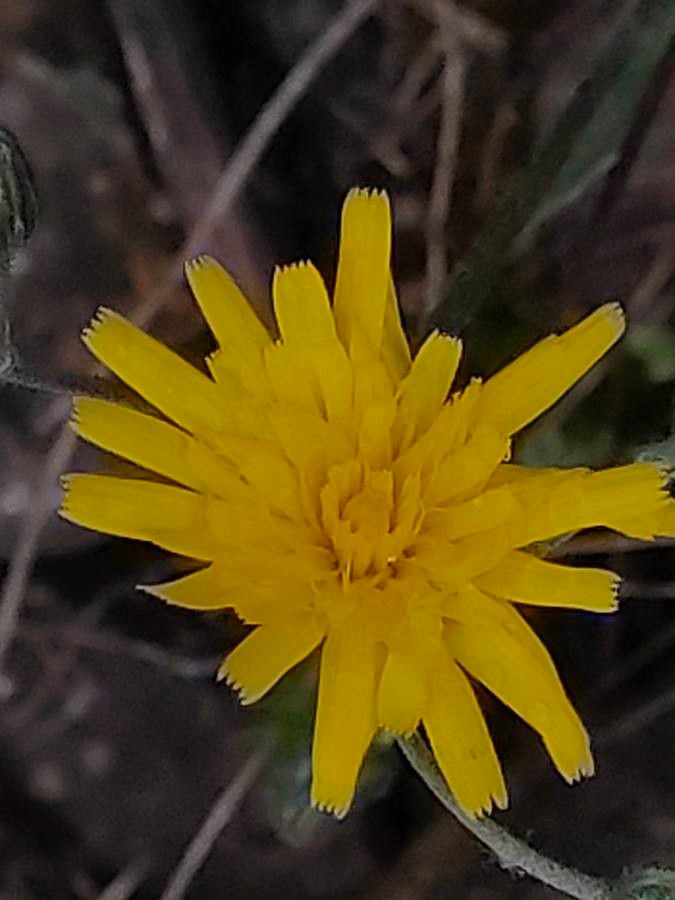 Hieracium pictum flower