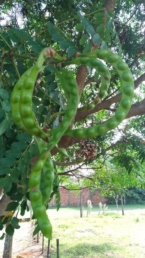 Adenanthera pavonina fruit
