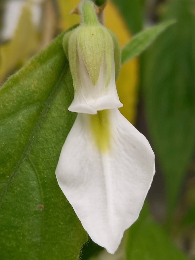 Pombalia prunifolia flower