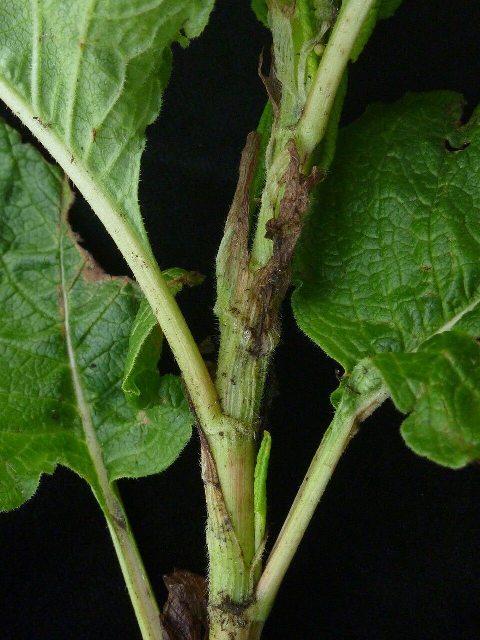 Koenigia rumicifolia habit