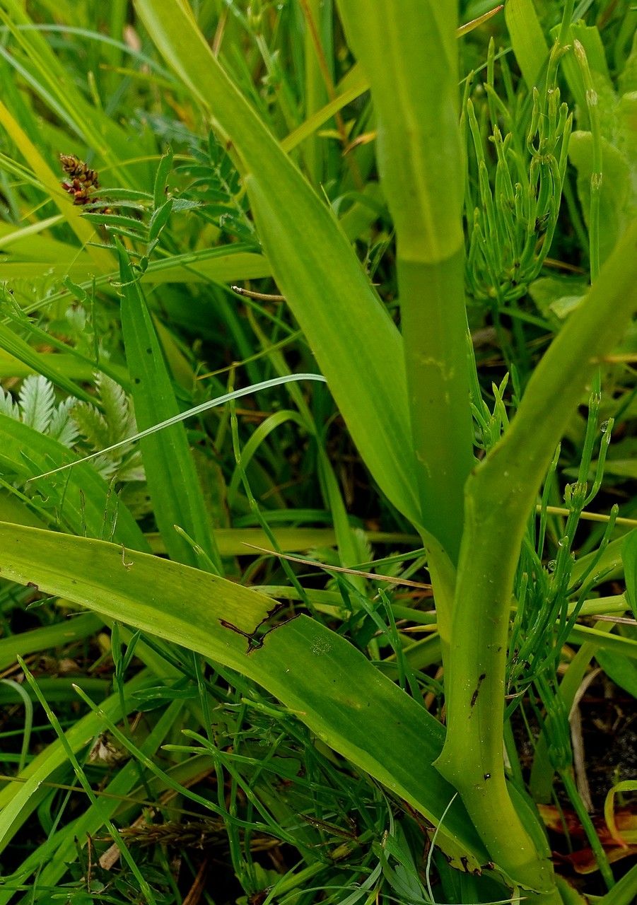 Dactylorhiza praetermissa — search result for 'Dactylorhiza'