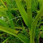 Dactylorhiza praetermissa