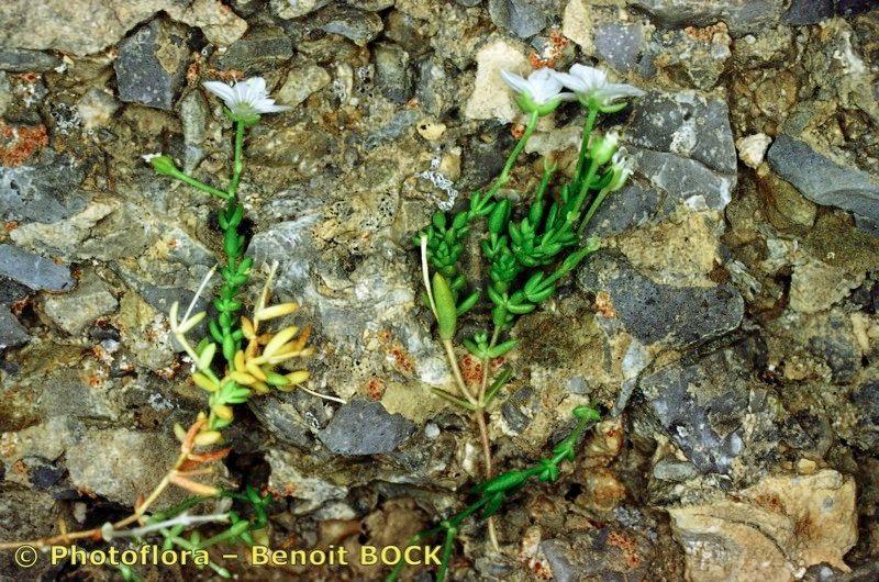 Moehringia sedoides bark