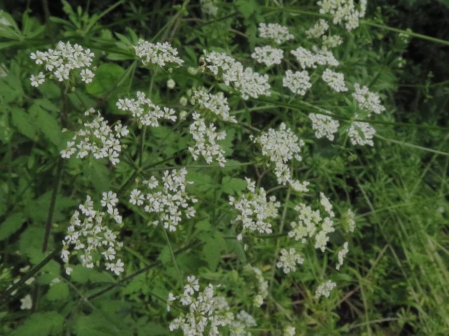 Chaerophyllum temulum flower