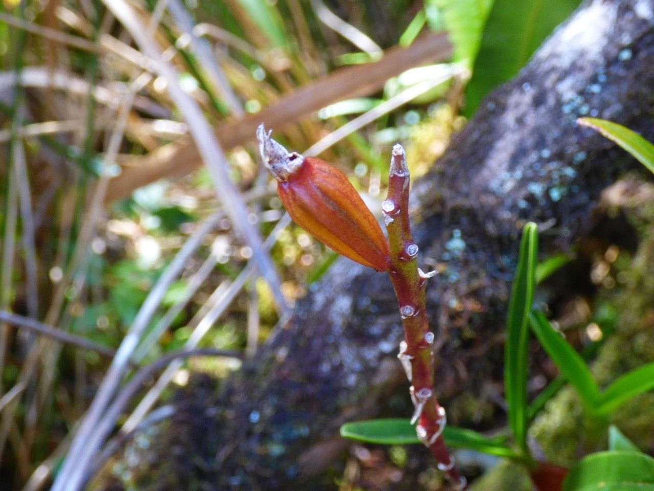 Bulbophyllum cylindrocarpum fruit