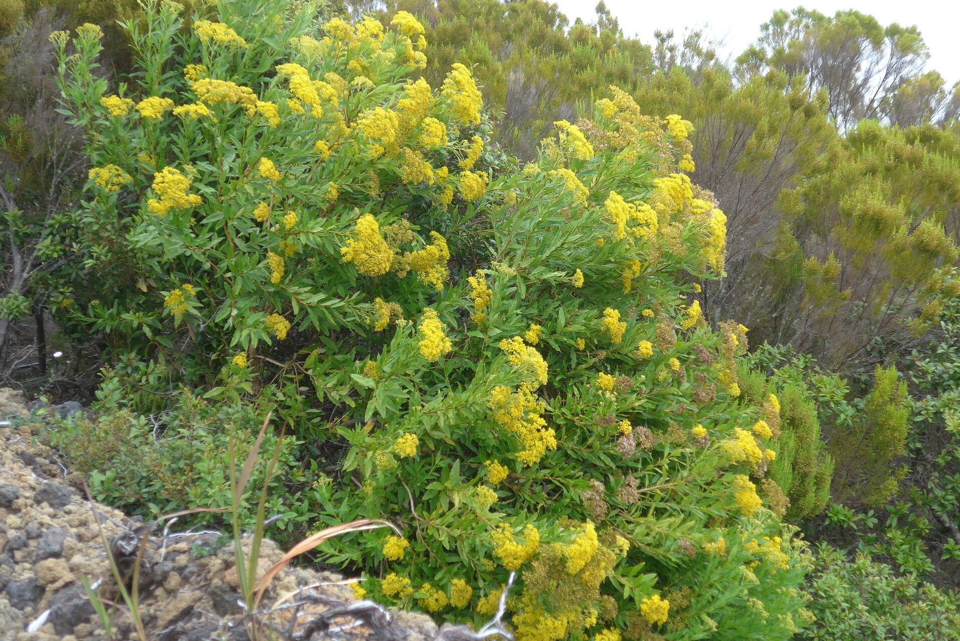 Hubertia humblotii habit