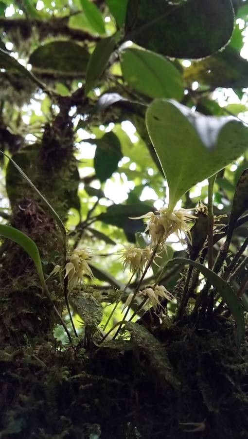 Pleurothallis ruscifolia flower