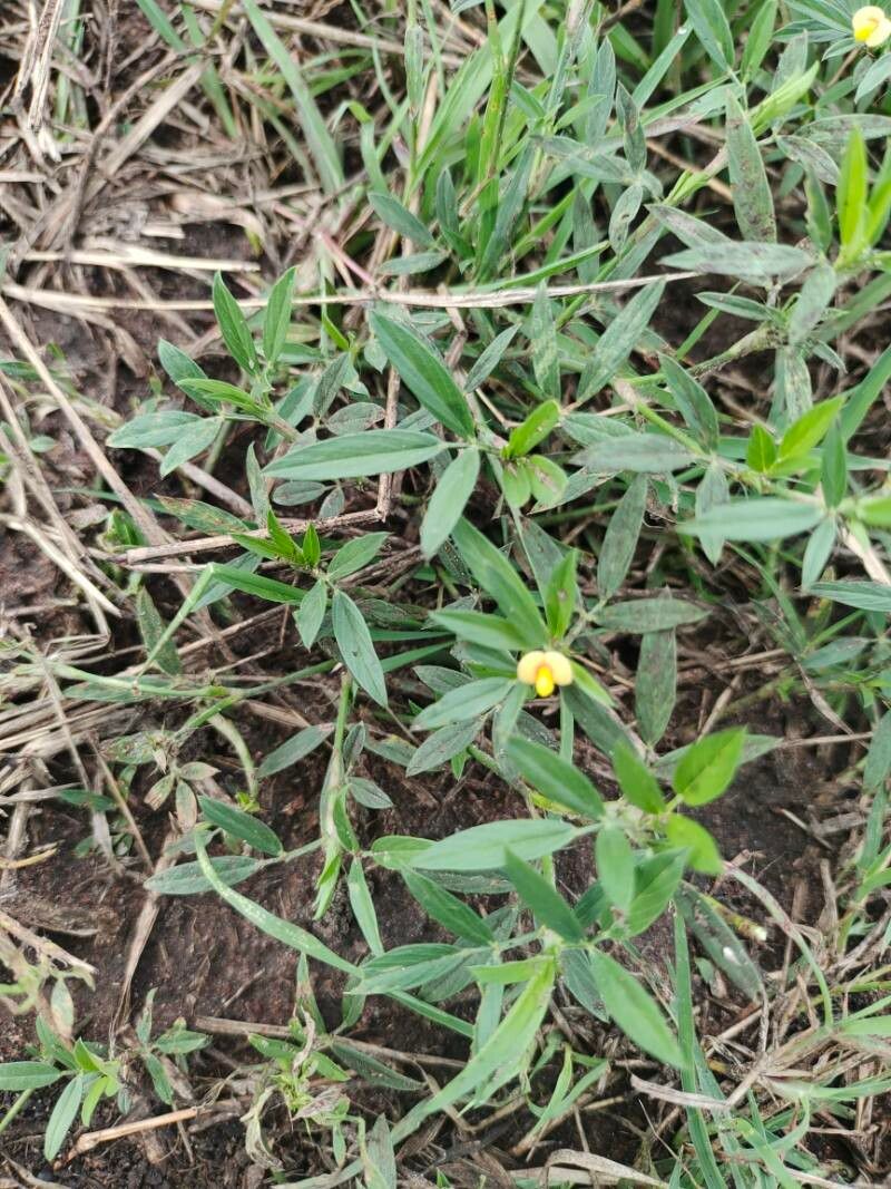 Stylosanthes humilis flower