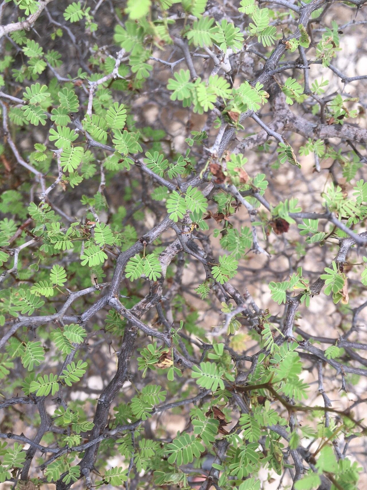Mimosa delicatula — search result for 'Mimosa'