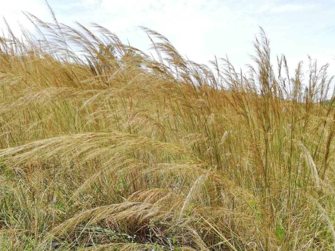 Loudetia demeusei leaf