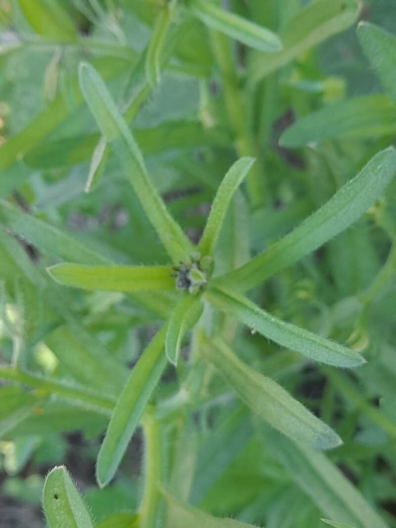 Lappula marginata leaf