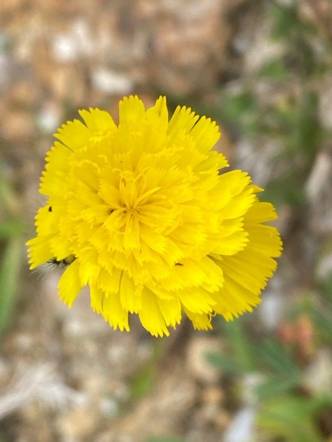 Pilosella glacialis flower