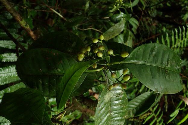 Psychotria breteleri leaf