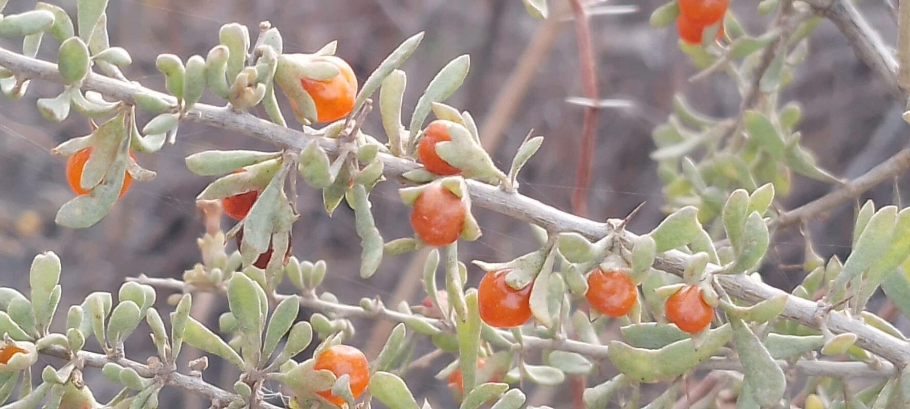 Lycium chilense fruit