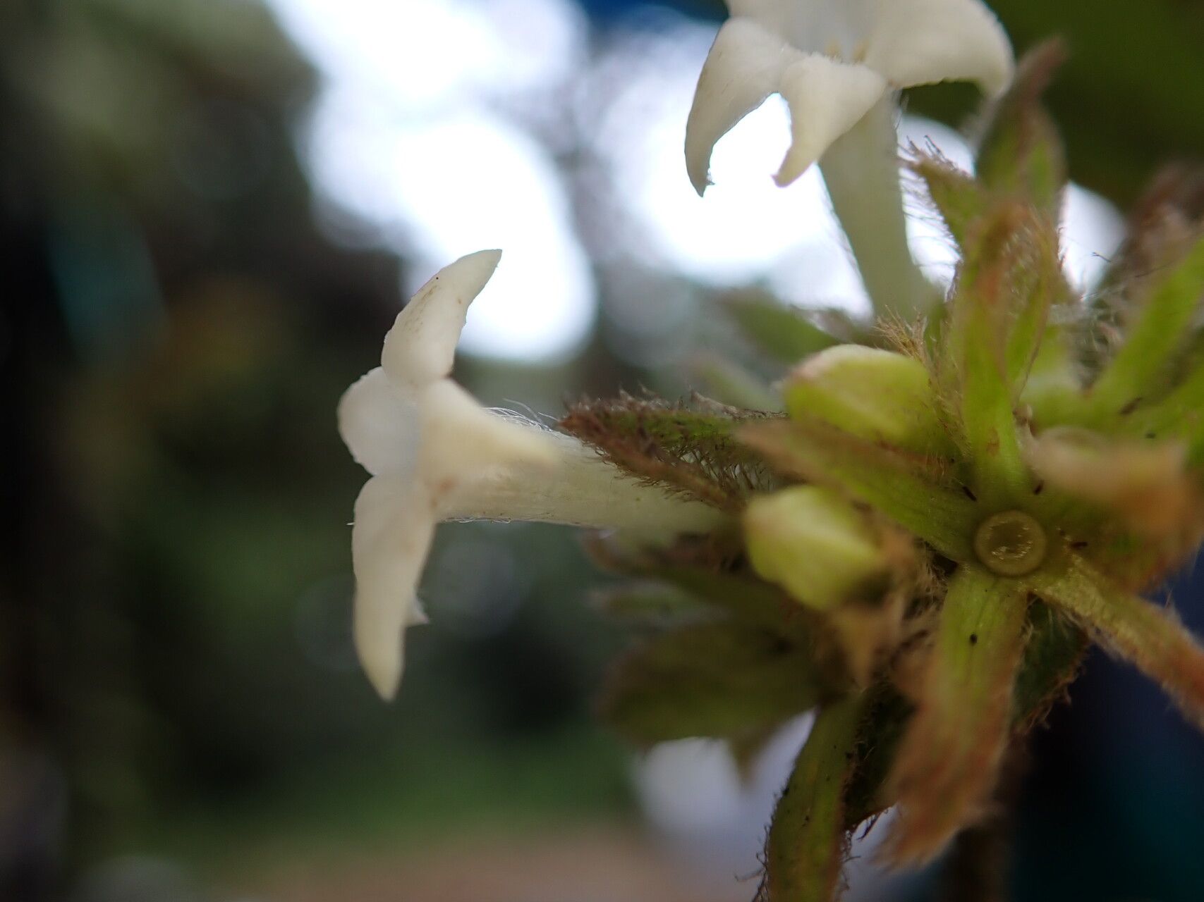 Sabicea ingrata flower
