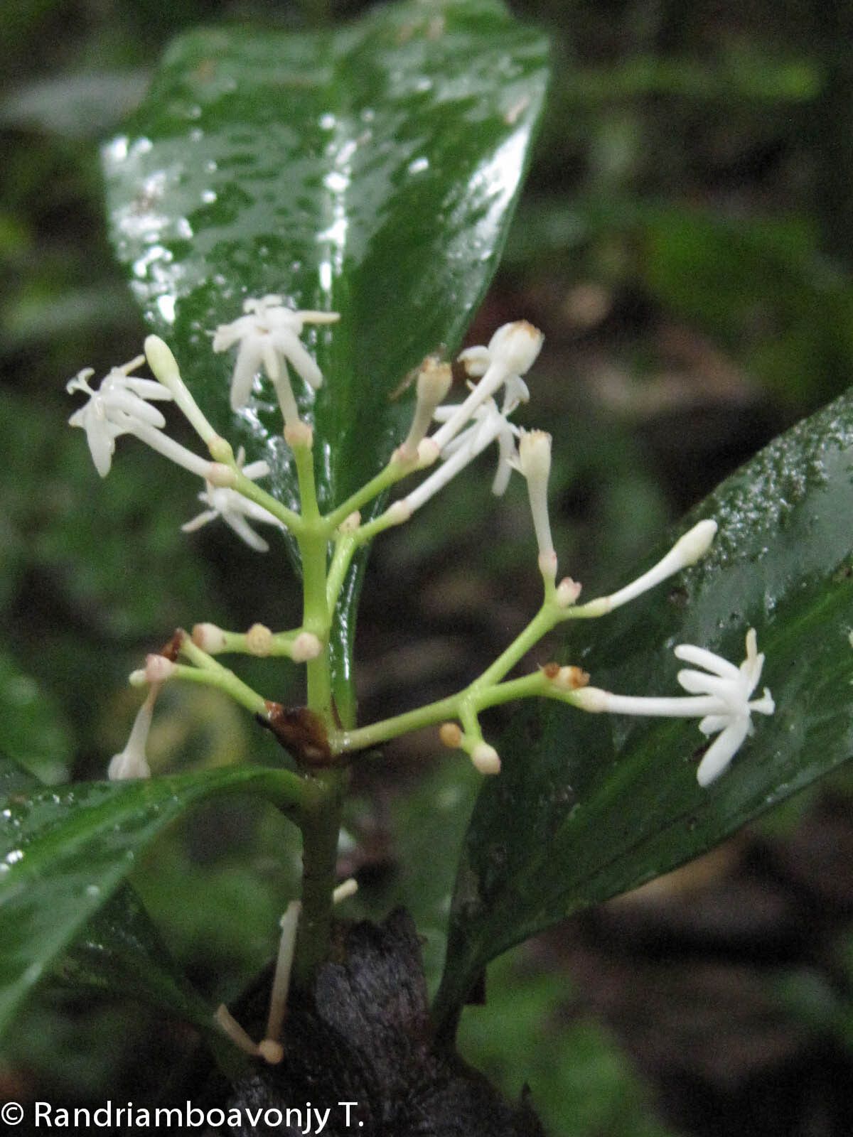 Ixora pedalis — search result for 'Ixora'