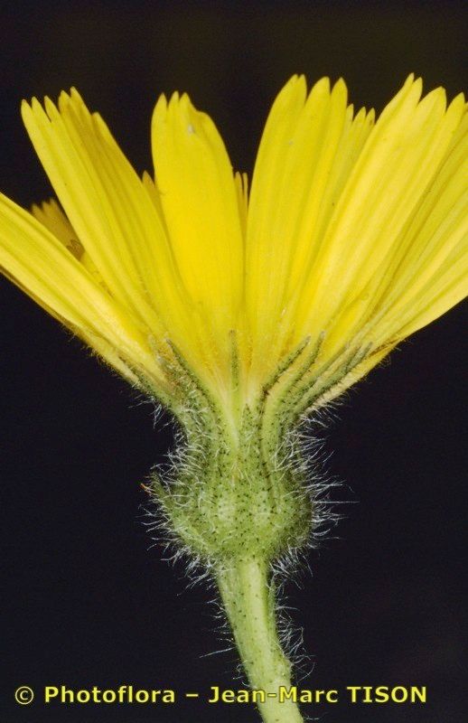 Hieracium bornetii flower