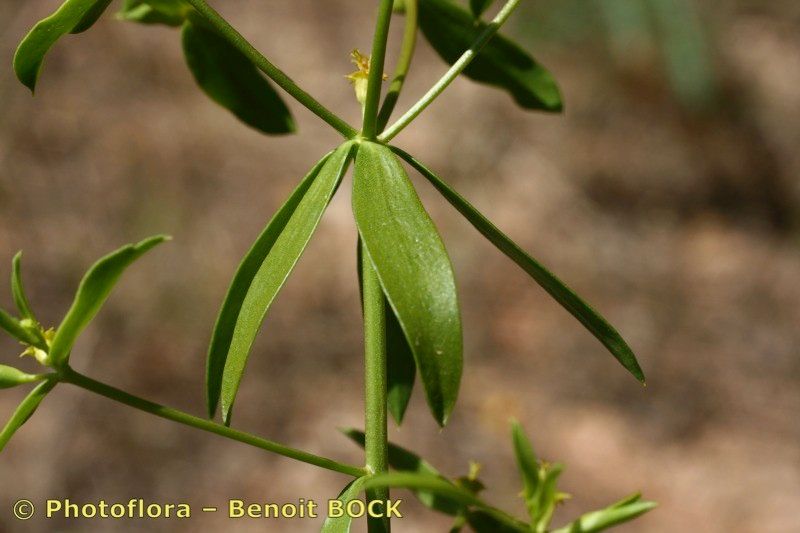 Euphorbia gaditana other