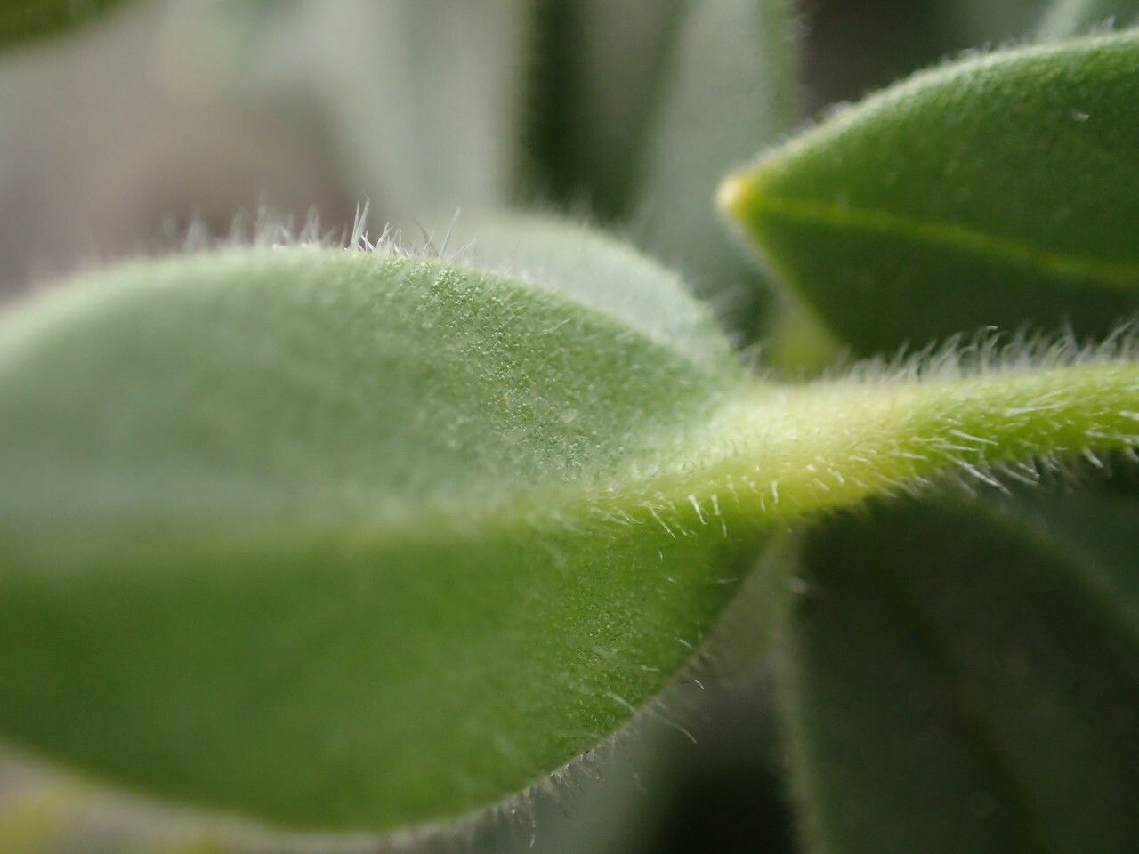 Cerastium latifolium leaf