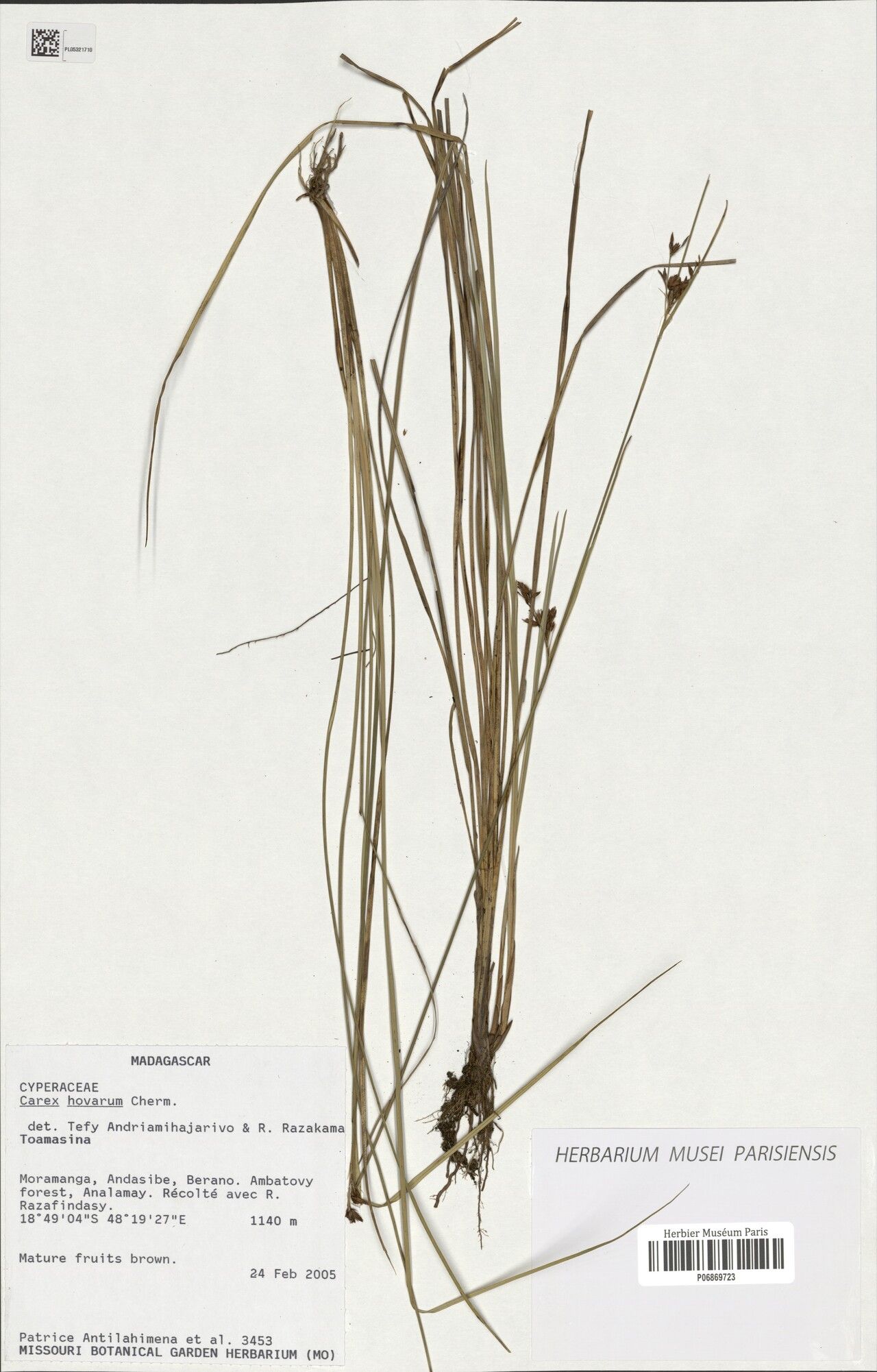 Carex hovarum — houseplant care guide