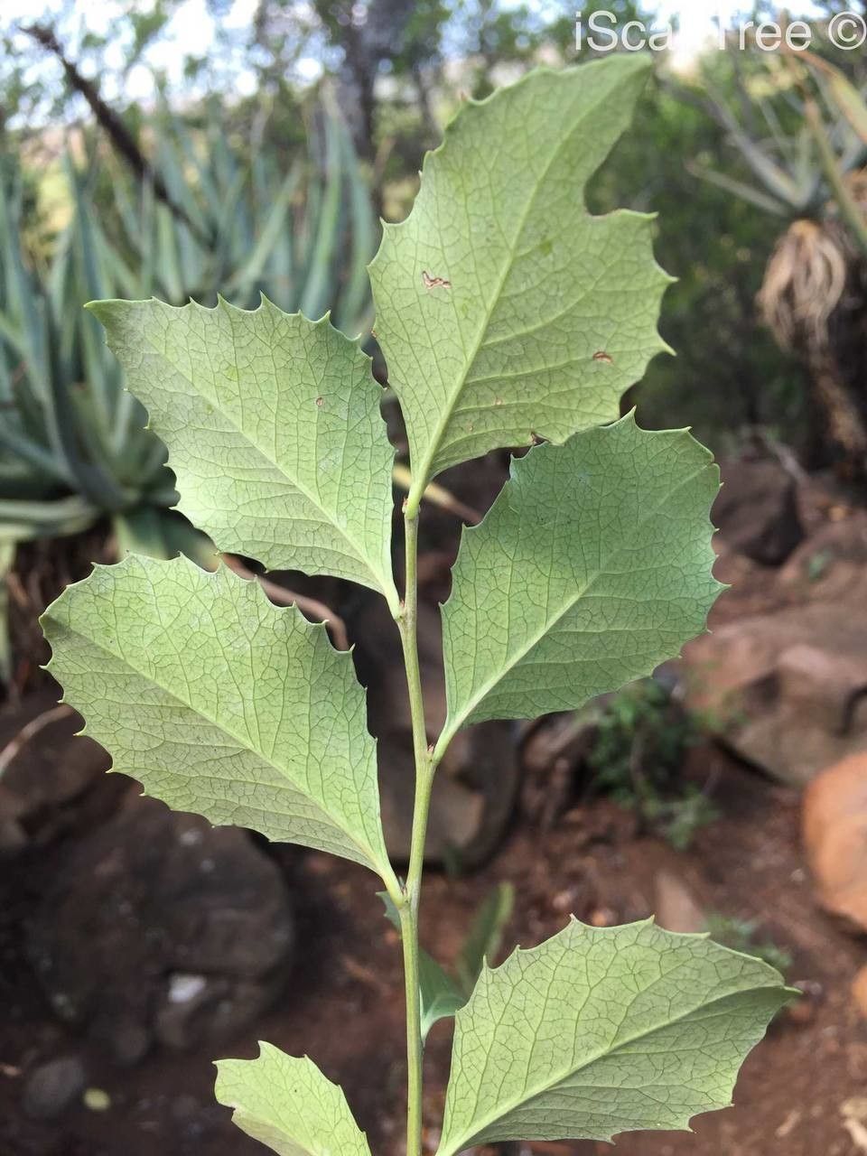 Maytenus undata — houseplant care guide