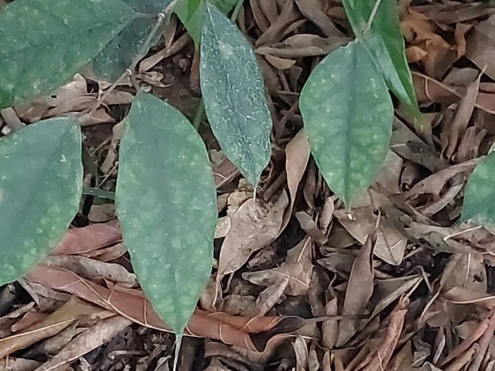 Ficus sinuata — houseplant care guide