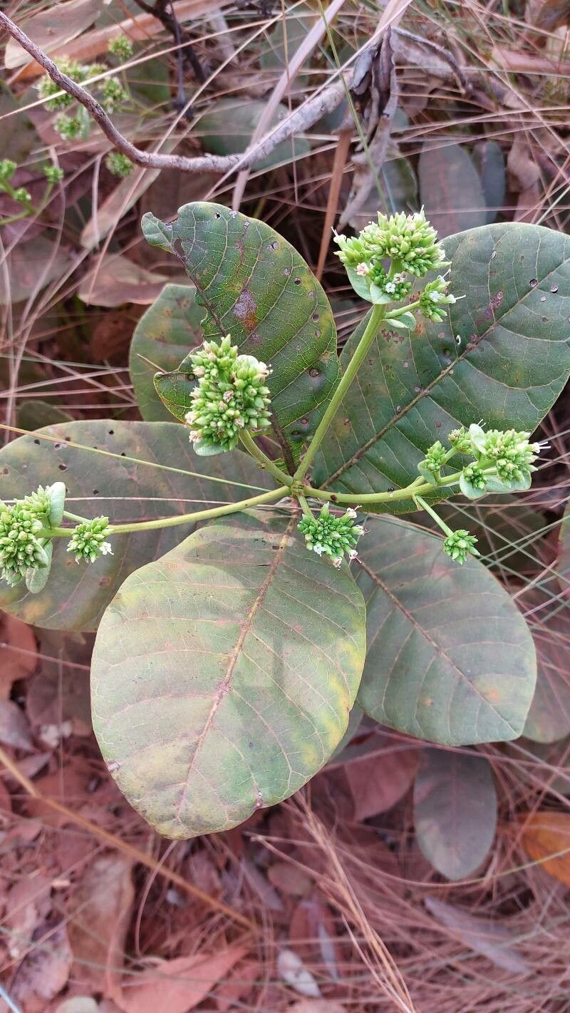 Anacardium humile flower