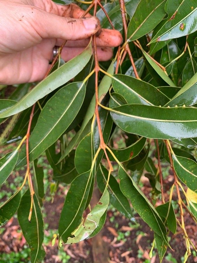 Corymbia intermedia — houseplant care guide