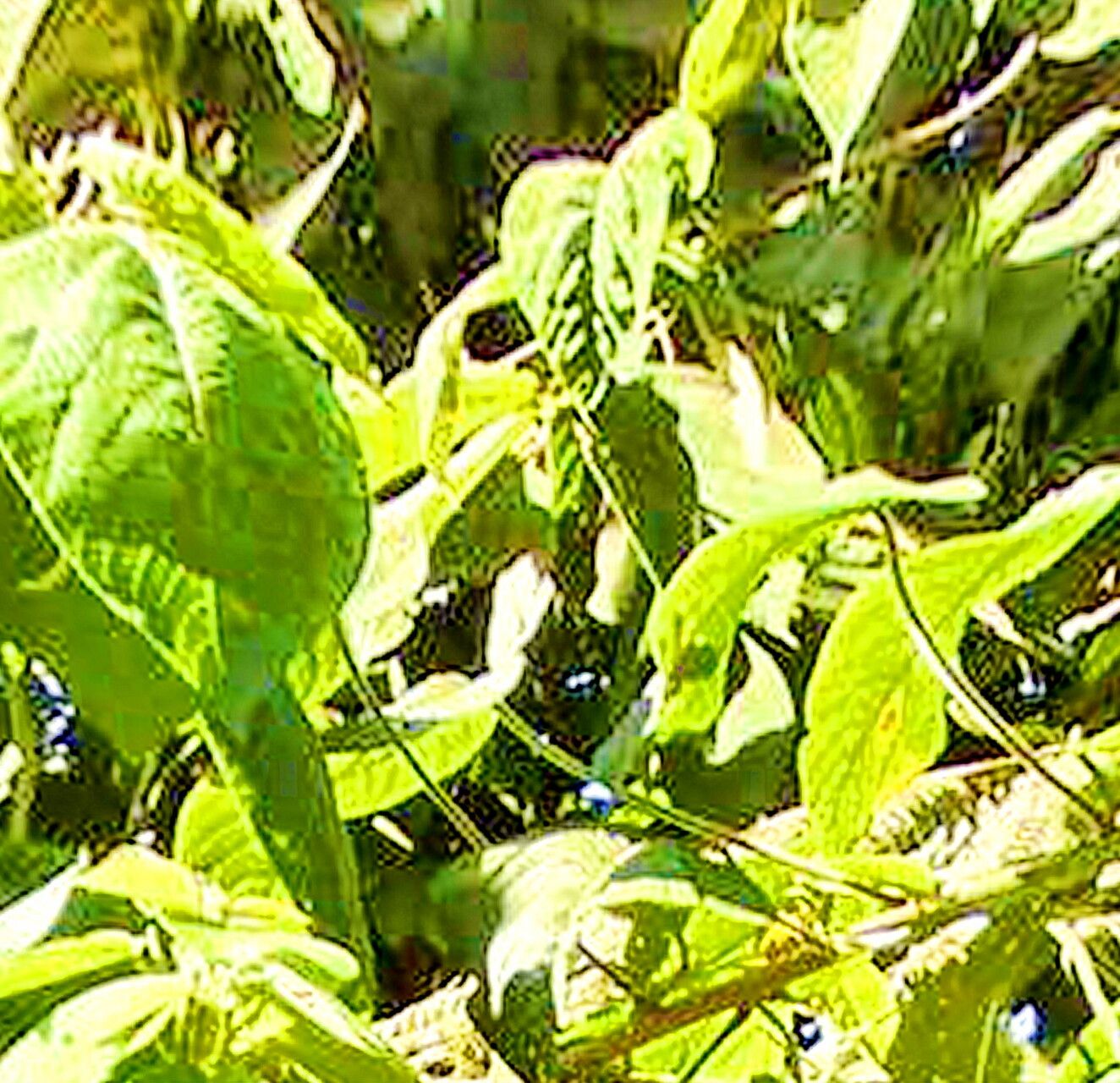 Paratrophis insignis — related species from the same genus