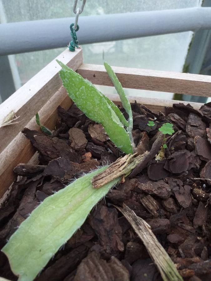 Disocactus nelsonii — search result for 'Disocactus'