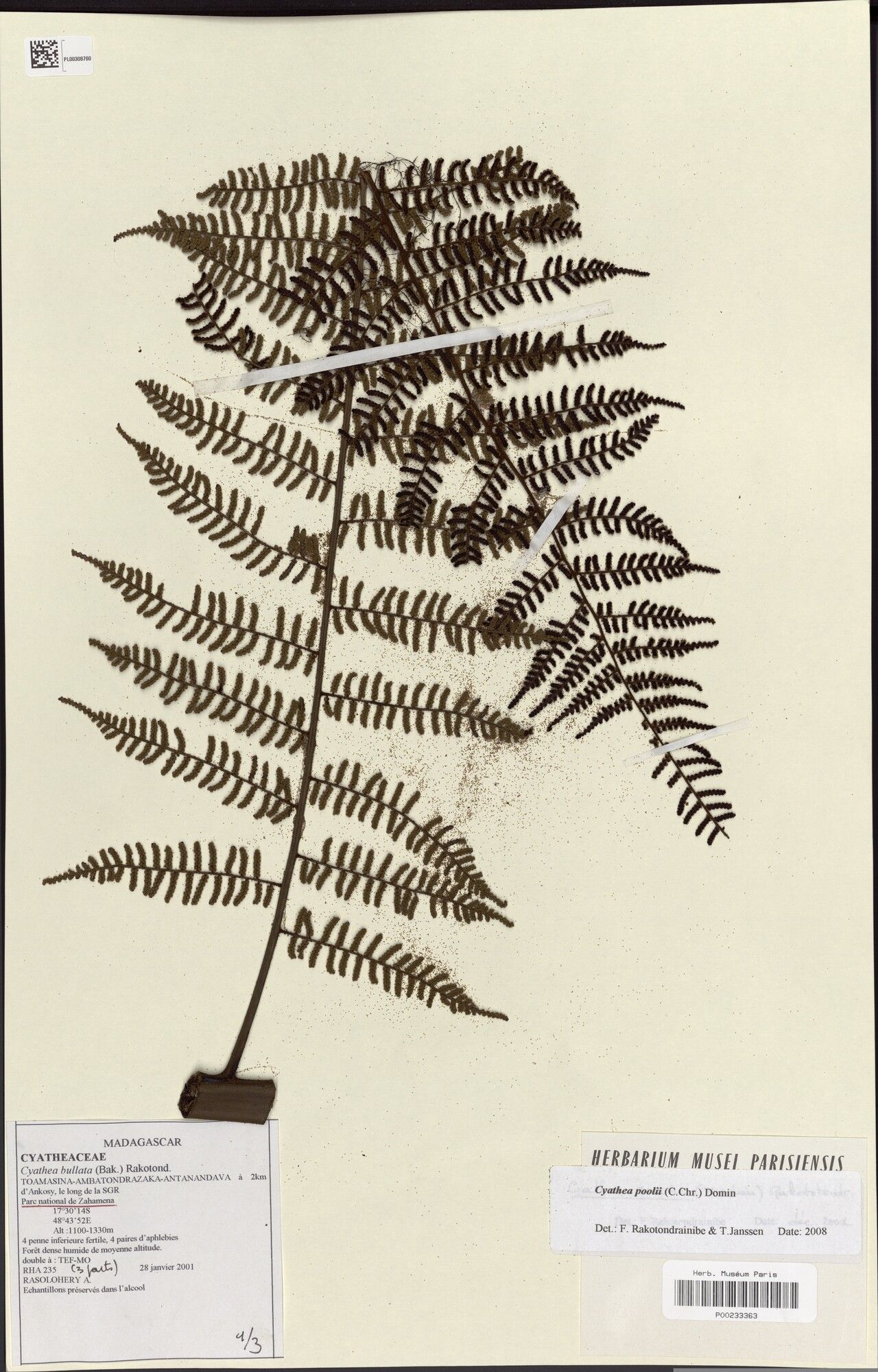 Gymnosphaera poolii — houseplant care guide